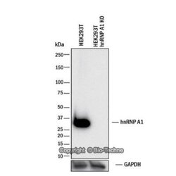 hnRNP A1 Antibody (4B10) - Azide and BSA Free, Novus Biologicals 0.1 mL;